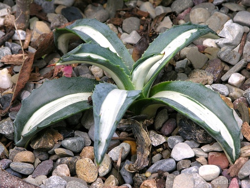Agave americana fullplant3.jpeg
